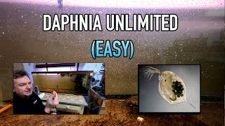 How I Raise Daphnia Water Fleas And You Can Too [upl. by Namyac]