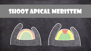 Shoot Apical Meristem Structure  Plant Biology [upl. by Anatnas]