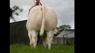 Belgian Blue  Charolais bull [upl. by Silenay]