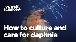 Caring and Culturing for Daphnia [upl. by Muriel]