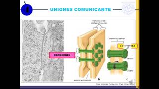 Temp1 Cap4 Epi3 Uniones intercelulares y membrana basal [upl. by Booze]