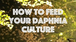 How To Feed Your Daphnia Culture [upl. by Demona]