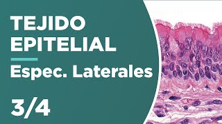 TEJIDO EPITELIAL 34 Especializaciones Laterales 🔬 [upl. by Amedeo710]