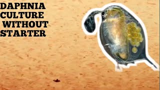 HOW TO CULTURE DAPHNIA NATURALLY WITHOUT A STARTER [upl. by Anuat691]