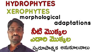 Hydrophytes and Xerophytes morphological adaptations Bhaskars biology [upl. by Nosnehpets]