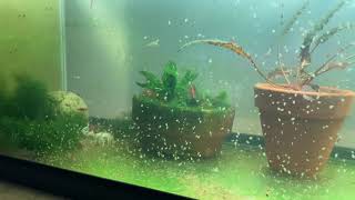 Daphnia Culturing Snails or no snails [upl. by Wolfie719]