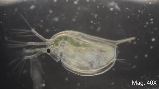 Daphnia magna under the Microscope [upl. by Lars264]