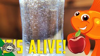 How to culture Vinegar Eels The EASY Way Live Fish Food [upl. by Jarlathus109]