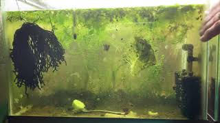 Scuds Daphnia Cherry Shrimp Copepods My aquatic food culture [upl. by Airod820]