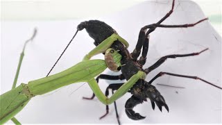 Praying Mantis VS Whip Scorpion [upl. by Levina]