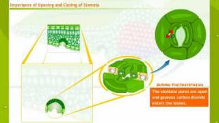 Structure And Working Of Stomata [upl. by Mavis]