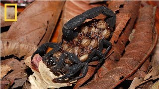 National Geographic Wild  Deadly Scorpions  Documentary HD 2017 [upl. by Nevada374]