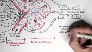 Nephrology  Kidney Physiology Overview [upl. by Annibo]