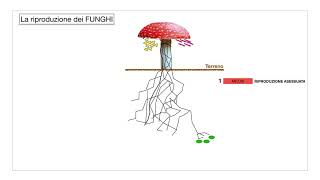 Scienze  I funghi [upl. by Eisset]