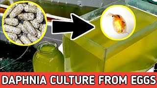 HOW TO HATCH DAPHNIA EGGS  HOW TO CULTURE DAPHNIA [upl. by Garold379]