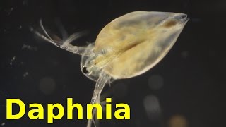 Daphnia [upl. by Persson985]