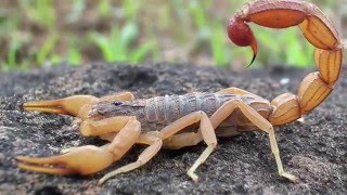 Scorpion Evolution  California Academy of Sciences [upl. by Eniamej]