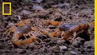 Cannibal Scorpions vs Shrew  National Geographic [upl. by Donella]