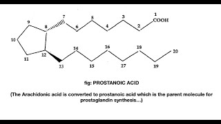 Prostaglandin Synthesis [upl. by Ludwigg]