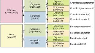 METABOLISMO E NUTRIZIONE MICROBICA 11 [upl. by Aicilehp]