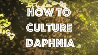 How To Culture Daphnia Magna [upl. by Sillert941]