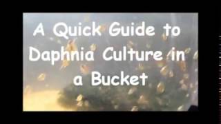 How to culture daphnia outside [upl. by Muirhead43]