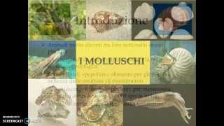 I molluschi [upl. by Dekeles526]