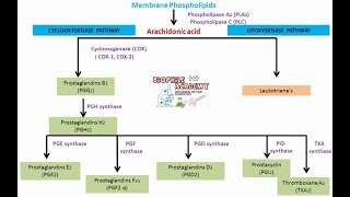 Prostaglandins  pharmacology [upl. by Duntson222]