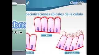 Especializaciones Apicales [upl. by Meta]