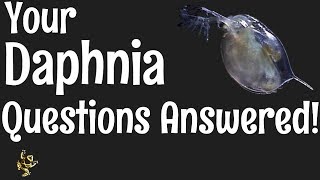 Daphnia Questions Answered [upl. by Fording]