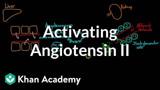 Activating angiotensin 2  Renal system physiology  NCLEXRN  Khan Academy [upl. by Sarazen]