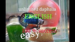 daphnia moina culture Easy way Unlimited production English  with sub Green water Chlorella [upl. by Merridie]