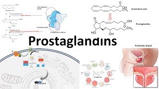 Prostaglandins  Biosynthesisfunction and regulation [upl. by Anawat]