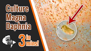 How to culture DAPHNIA MAGNA  The easy way [upl. by Orban]