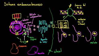 Sistema endomembranoso  La estructura de una célula  Biología  Khan Academy en Español [upl. by Emmalynn367]