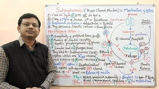 Diabetes Mellitus Part10 Mechanism of Action of Sulfonylurease  Antidiabetic Drugs  Diabetes [upl. by Ornas]