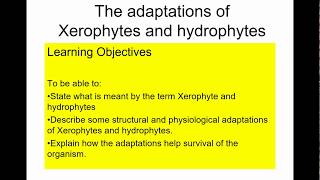 A level Biology Xerophytes and hydrophytes [upl. by Annayek]