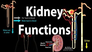 Kidney Homeostatic Functions Animation [upl. by Hallee523]