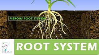 ROOT SYSTEM [upl. by Ebert]