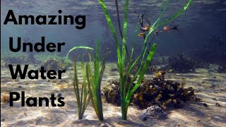 Amazing Under Water Plants  Aquatic Plants [upl. by Leahcim475]