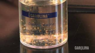 How to Care for Daphnia [upl. by Nogem]