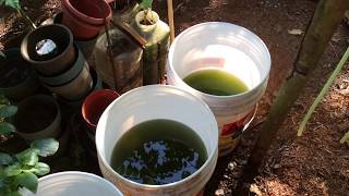 How to grow Green Water Algae [upl. by Oigile]