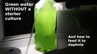 Green Water WITHOUT a Starter Culture  From Scratch  How To [upl. by Angelle9]