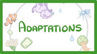 GCSE Biology  Adaptations 79 [upl. by Etnoved]