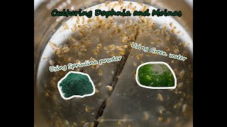 How To Culture Daphnia and Moinas using Green Water Spirulina powder [upl. by Hilten657]