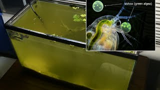 Raising Daphnia for the Freshwater Aquarium [upl. by Greabe197]