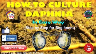 HOW TO CULTURE DAPHNIA In Easy Way [upl. by Ailaza]