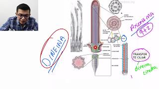 Histología  Epitelios  Especializaciones del dominio apical [upl. by Harmony]