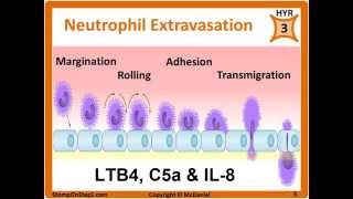 Histamine Prostaglandin Leukotrienes Bradkinin PGE2 LTB4 Chemotactic Factors [upl. by Atrebla]